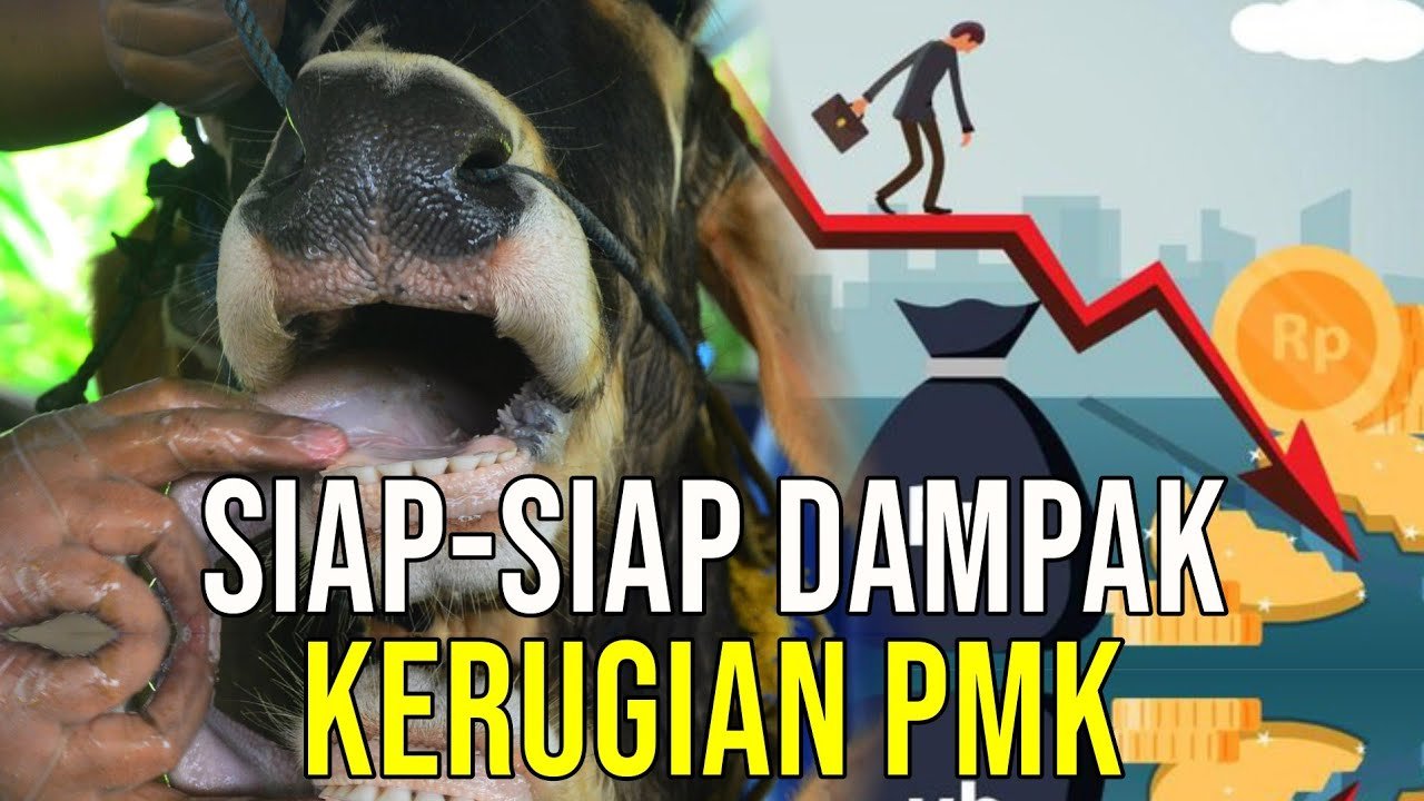 
                                 Dampak-Luas-Kerugian-PMK